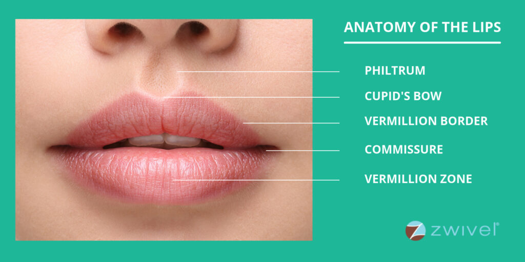 anatomy of the lips