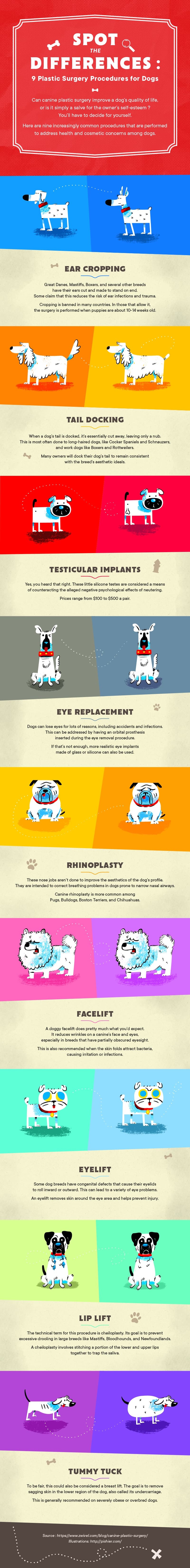 plastic surgery dogs infographic zwivel